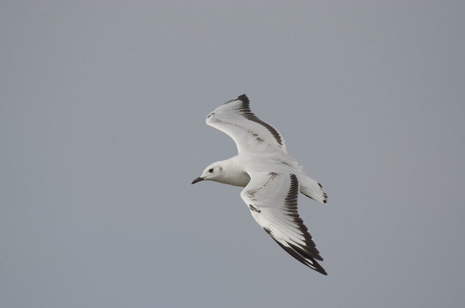  photo Gaviota-andina-Lluta-RAW_zps325d8c47.jpg