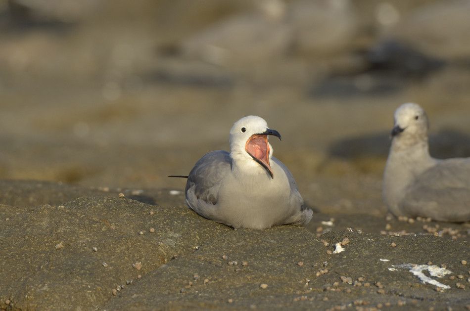  photo Gaviota-andina-bostezo-Hotel-Arica-RAW_zpsb041469a.jpg