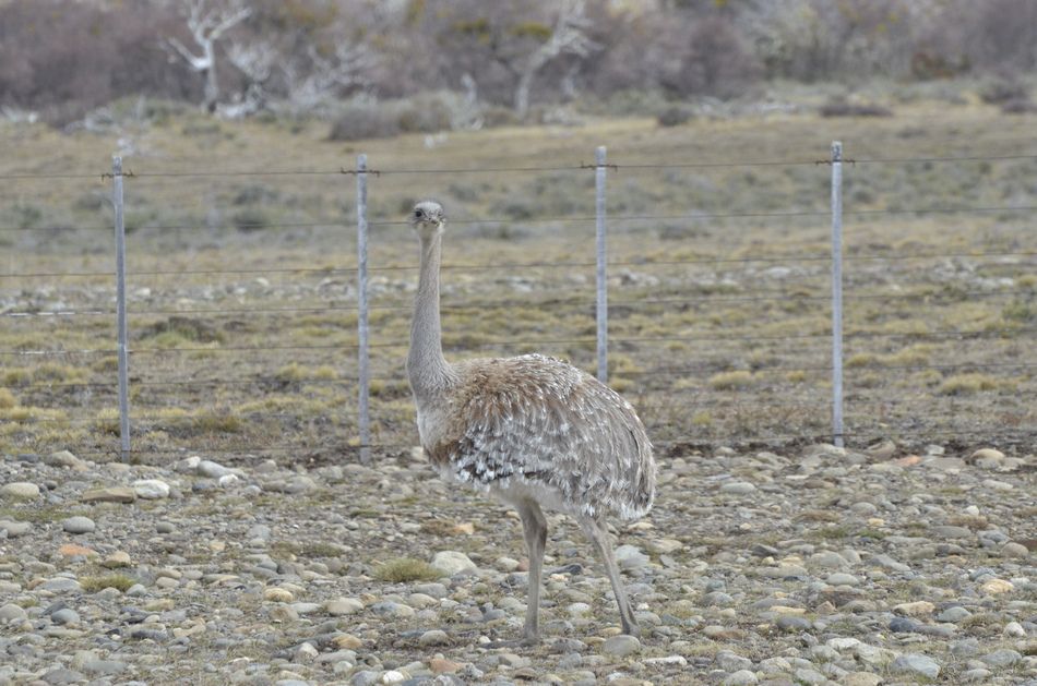  photo Nandu-Punta-Arenas-RAW_zps4e1b6141.jpg