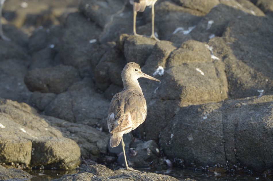  photo Playero-grande-Hotel-Arica-RAW_zps1a8abd0a.jpg