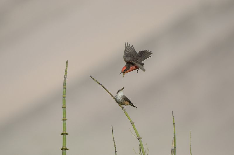 photo Sacatureal-pareja-Molinos-RAW_zps1bfa7cc1.jpg