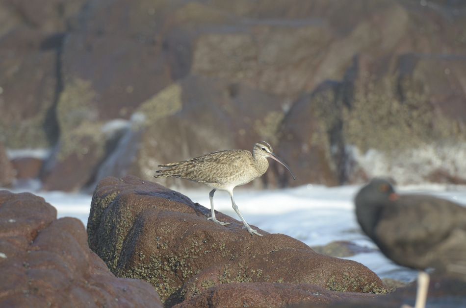 photo Zarapito-El-Alacran-RAW_zps2e3e0c04.jpg