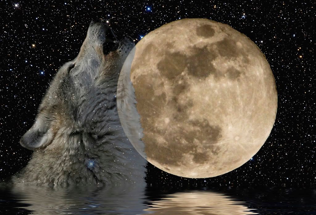 LunaLobo.jpg Luna Lobo wolf moon picture by Lobezna69
