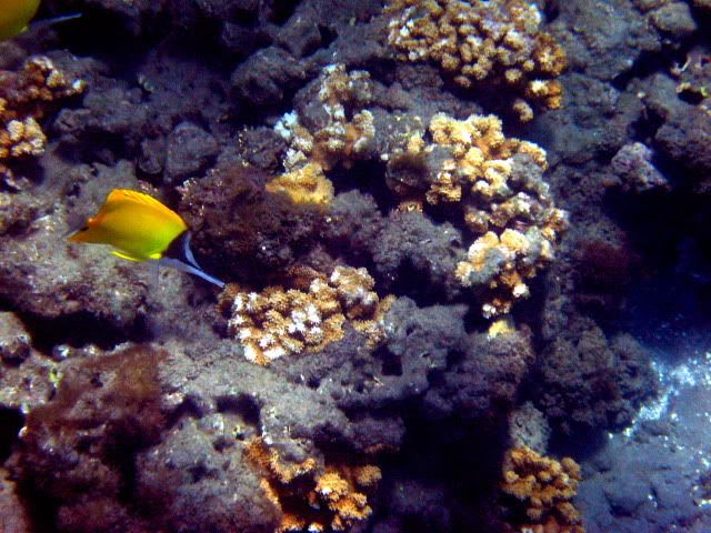 IMAGE: http://i156.photobucket.com/albums/t28/cjalphonso/Fish2.jpg