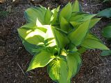 Hosta June