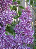 Lilac 'Sensation'