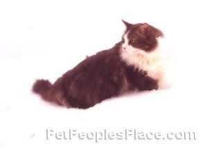 http://i156.photobucket.com/albums/t28/novfifth2005/Norwegian%20Forest%20Cat/norwegian002.jpg