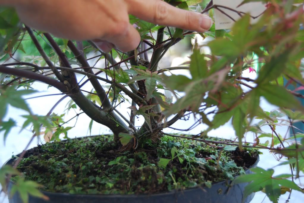 Acer palmatum beni maiko