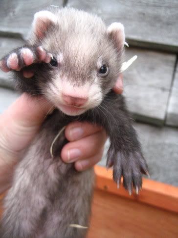 ferretbabypic.jpg