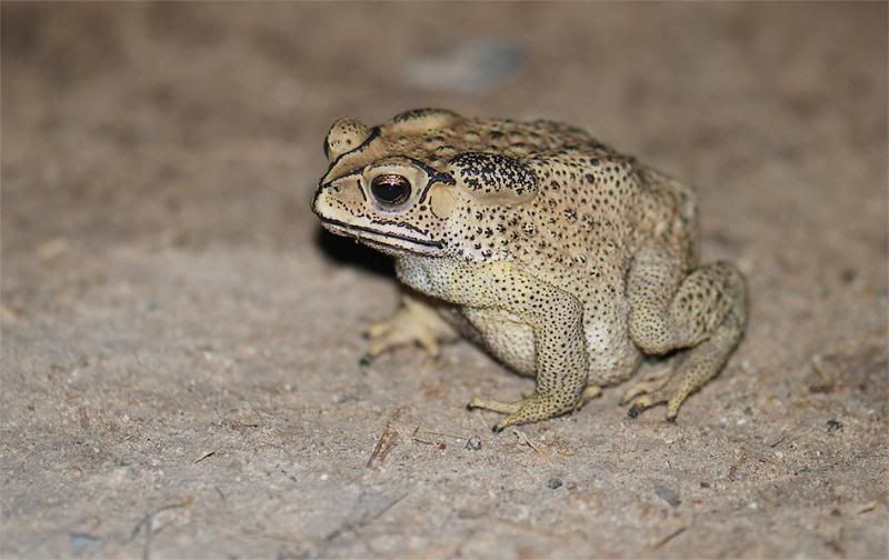 Bufomelanostictus.jpg