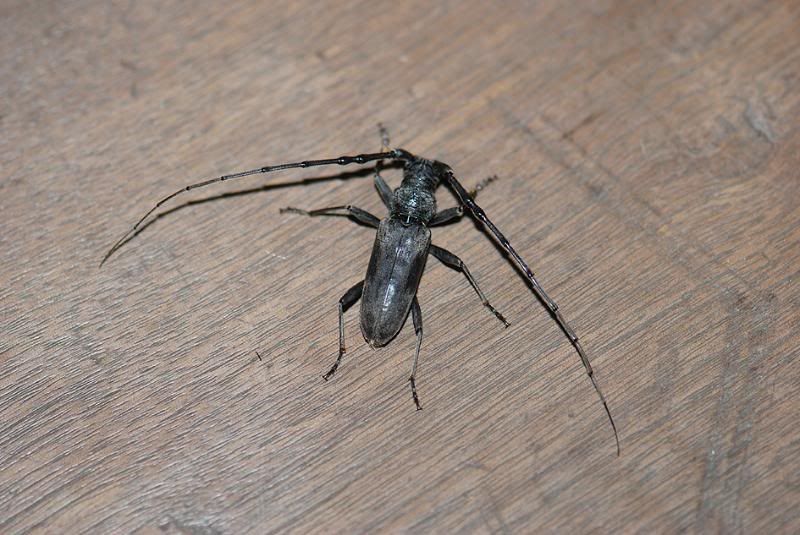 Cerambycidae-Spsp.jpg