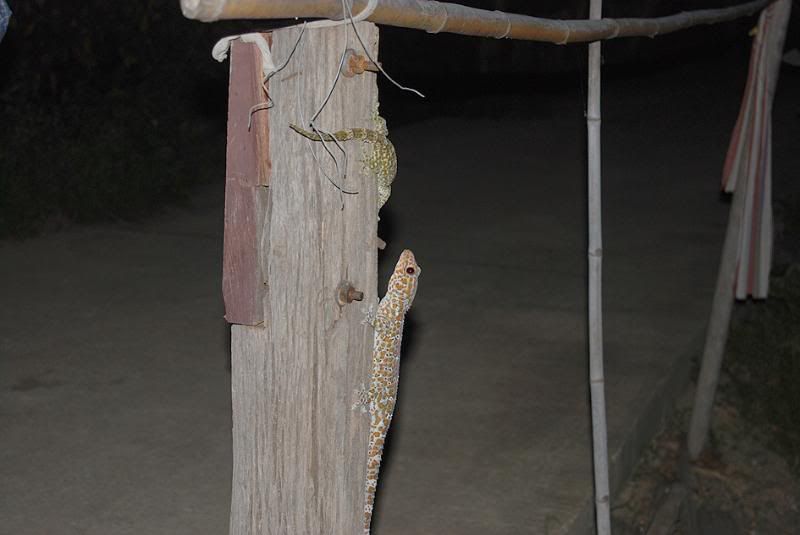 Gekkogecko3.jpg