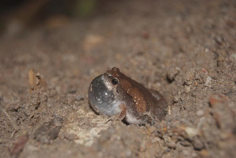 Microhylaornata2.jpg