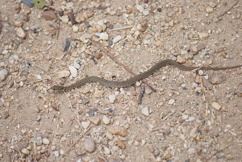 Xenochrophisflavipunctatus4.jpg
