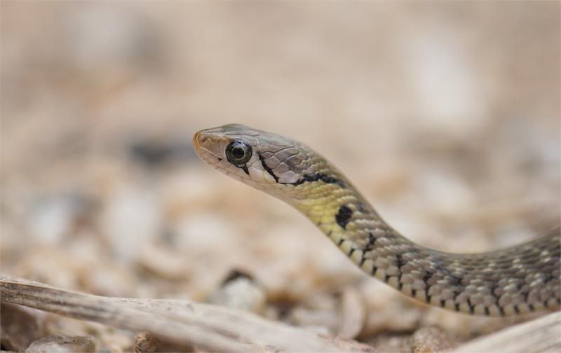 Xenochrophisflavipunctatus6.jpg