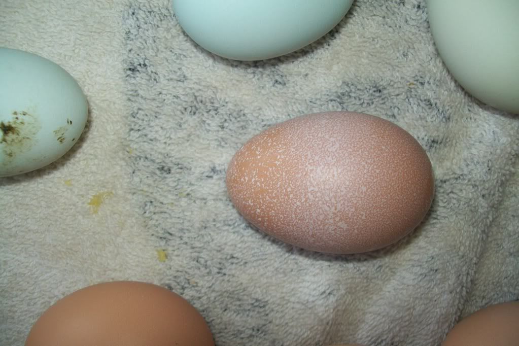 What is this white stuff on the egg? BackYard Chickens Learn How to