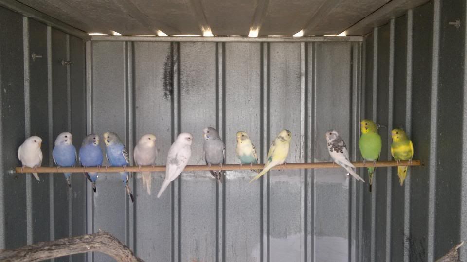mybabybudgies.jpg