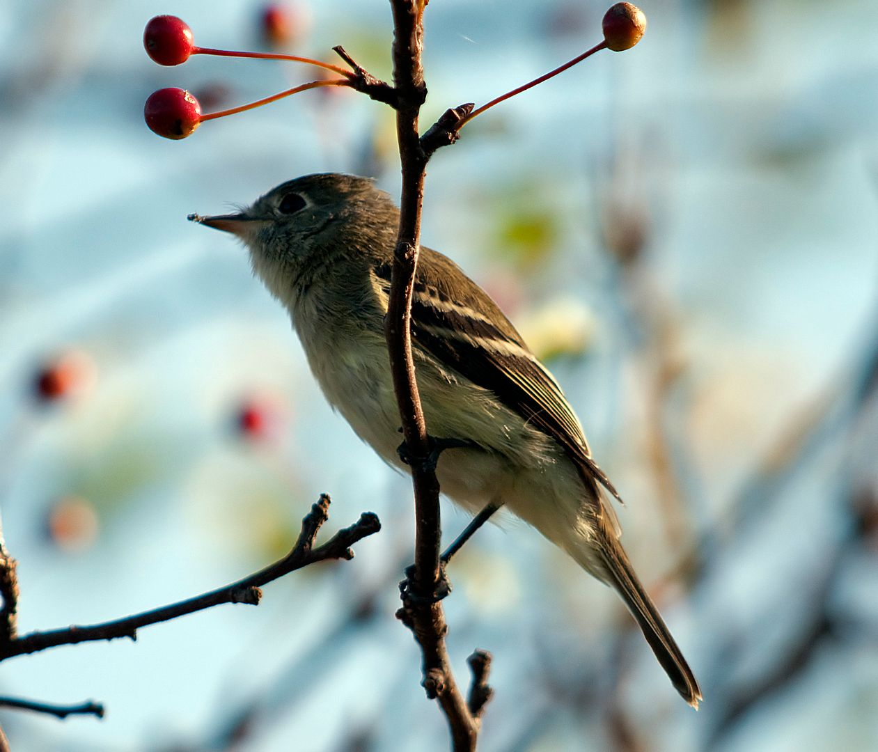 Common Birds In Chicago Area