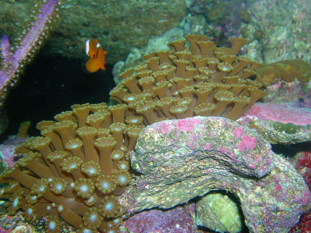 DSCN7528.jpg