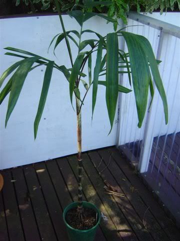 dypsis1.jpg