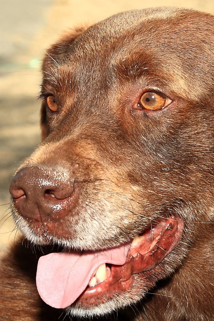 IMAGE: http://i156.photobucket.com/albums/t31/will227457/daisy.jpg