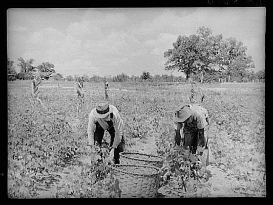 slaves picking cotton. #39;Cotton Picking Day#39; canceled