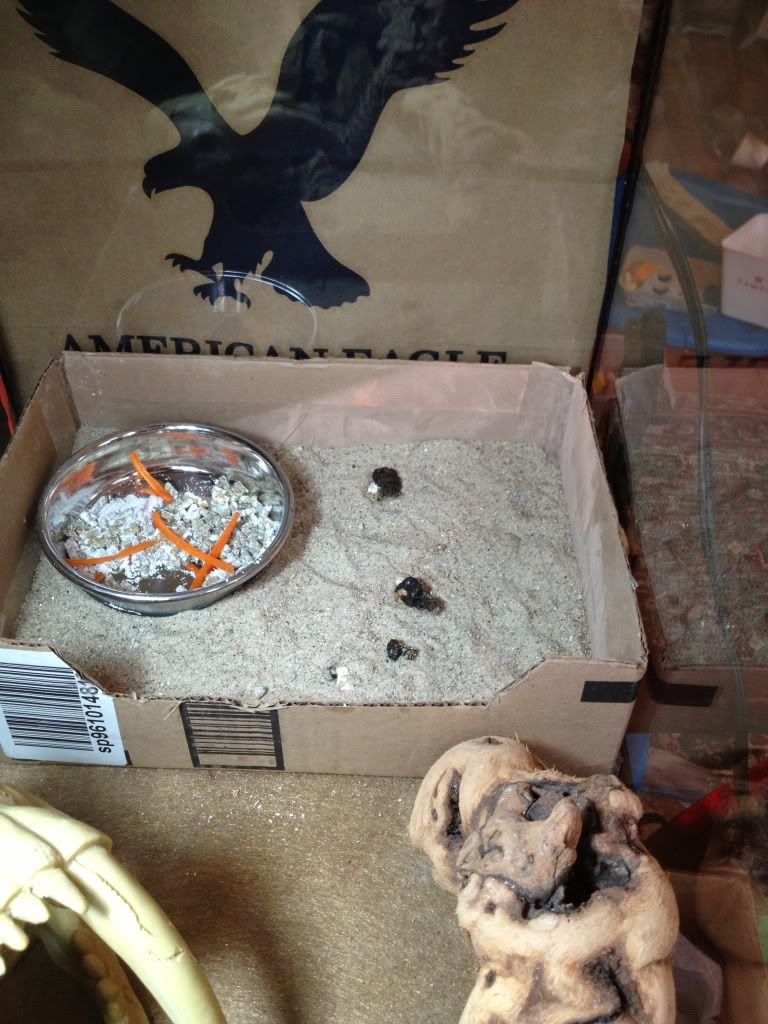 Litter box trained beardie! • Bearded Dragon . org