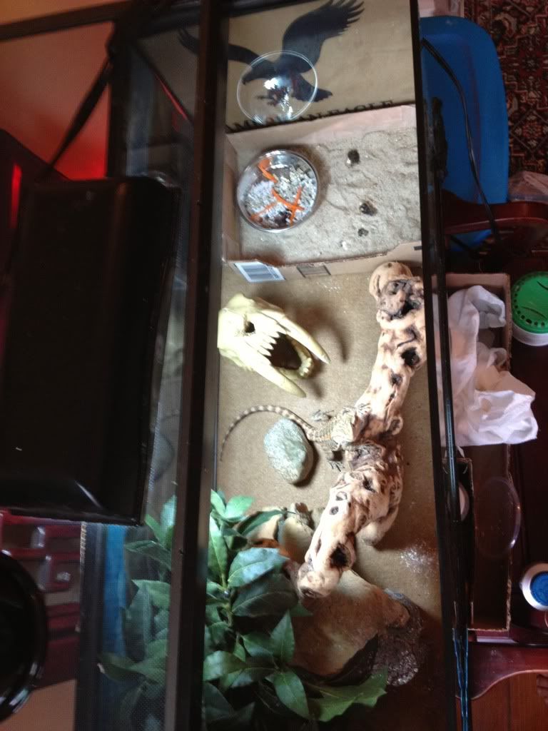 Litter box trained beardie! Enclosures