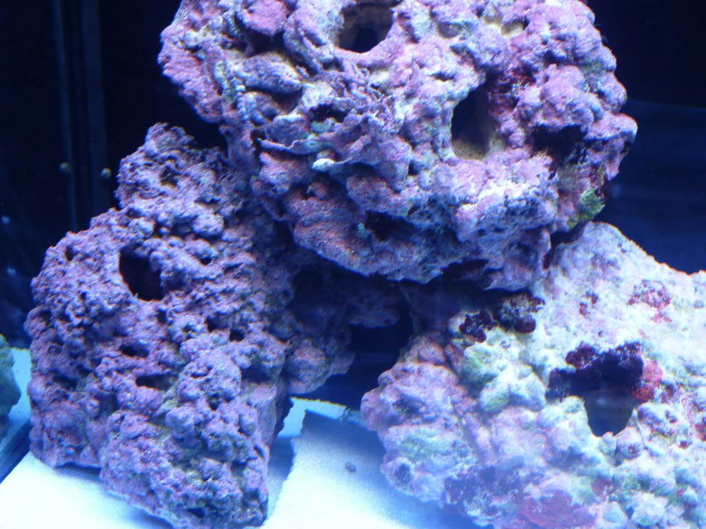 Aquariaforum.be • view topic aquarium kriebels Levende huidige kleuren
