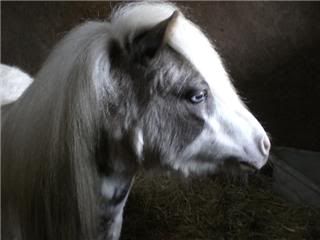 http://i156.photobucket.com/albums/t35/Minimad1/Allfie1-1.jpg