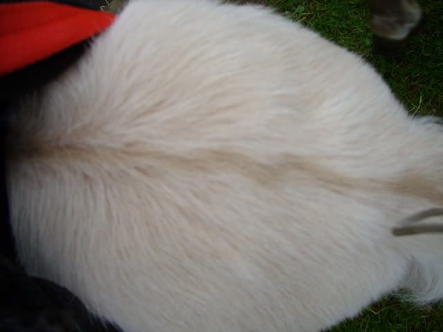 IMAGE(http://i156.photobucket.com/albums/t35/Minimad1/Babydorsal.jpg)