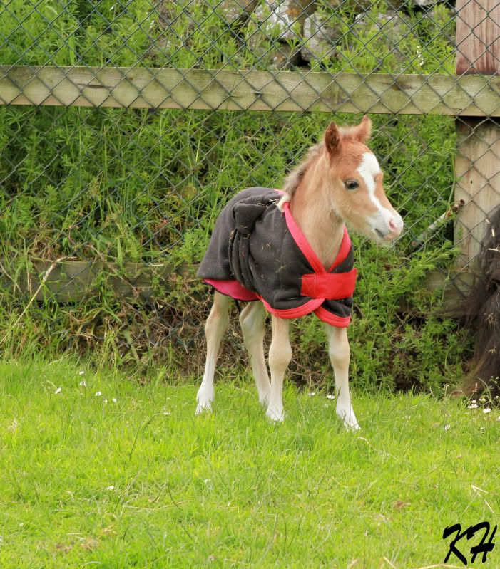 IMAGE(http://i156.photobucket.com/albums/t35/Minimad1/Belle3edit.jpg)