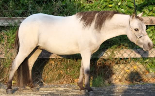 IMAGE(http://i156.photobucket.com/albums/t35/Minimad1/Miniature%20Horses/Banner4.jpg)