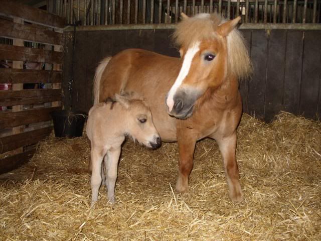 IMAGE(http://i156.photobucket.com/albums/t35/Minimad1/Miniature%20Horses/BannerBaby6thJune2010001.jpg)
