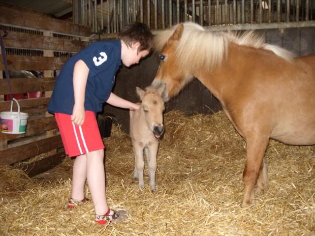 IMAGE(http://i156.photobucket.com/albums/t35/Minimad1/Miniature%20Horses/BannerBaby6thJune2010003.jpg)