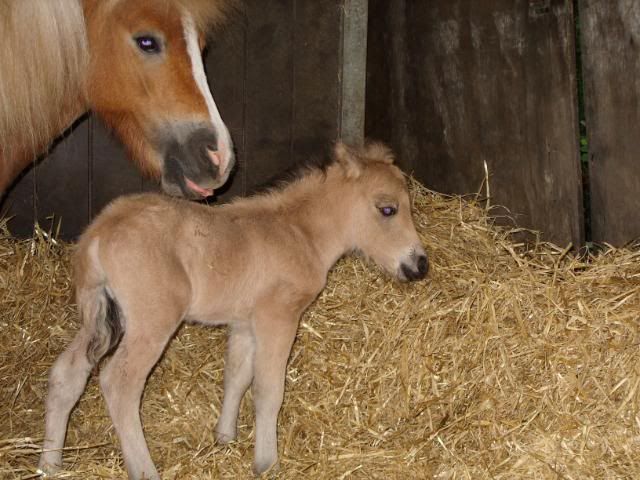 IMAGE(http://i156.photobucket.com/albums/t35/Minimad1/Miniature%20Horses/BannerBaby6thJune2010006.jpg)