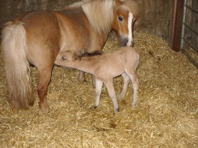 IMAGE(http://i156.photobucket.com/albums/t35/Minimad1/Miniature%20Horses/BannerBaby6thJune2010026.jpg)