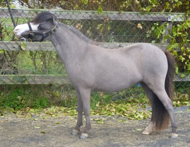 IMAGE(http://i156.photobucket.com/albums/t35/Minimad1/Miniature%20Horses/Shimmerclip.jpg)