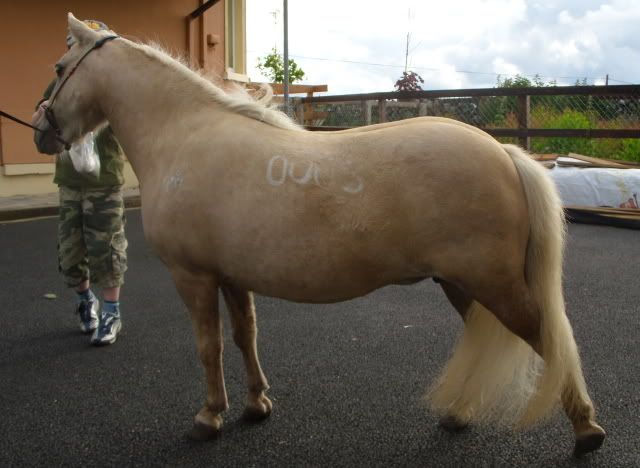 IMAGE(http://i156.photobucket.com/albums/t35/Minimad1/Miniature%20Horses/Slaney1-1.jpg)