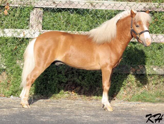IMAGE(http://i156.photobucket.com/albums/t35/Minimad1/Miniature%20Horses/Sunnyphoto8.jpg)