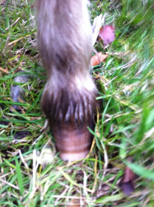 IMAGE(http://i156.photobucket.com/albums/t35/Minimad1/Warriorhoof.jpg)