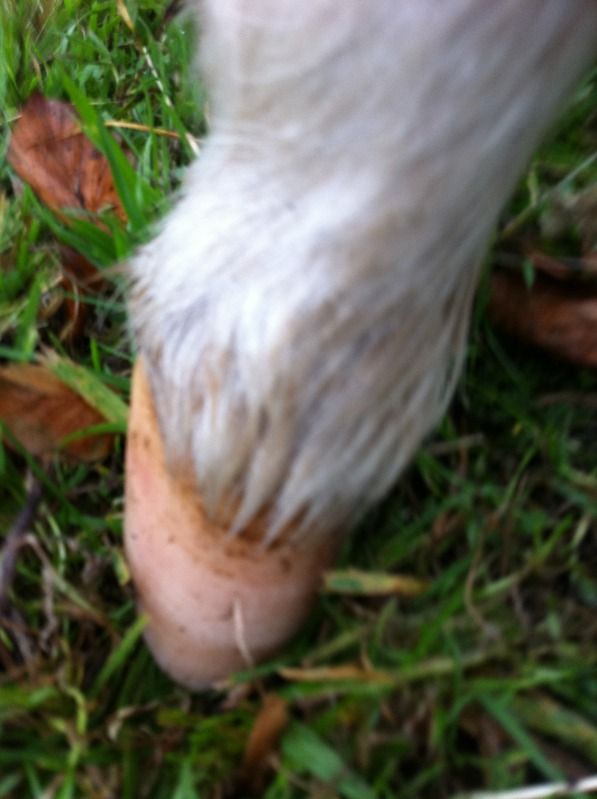 IMAGE(http://i156.photobucket.com/albums/t35/Minimad1/Warriorhoof2.jpg)