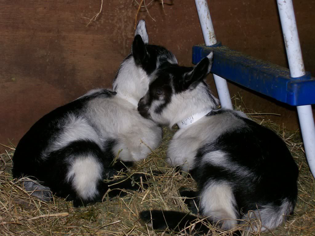 Buckling Pics - Goats