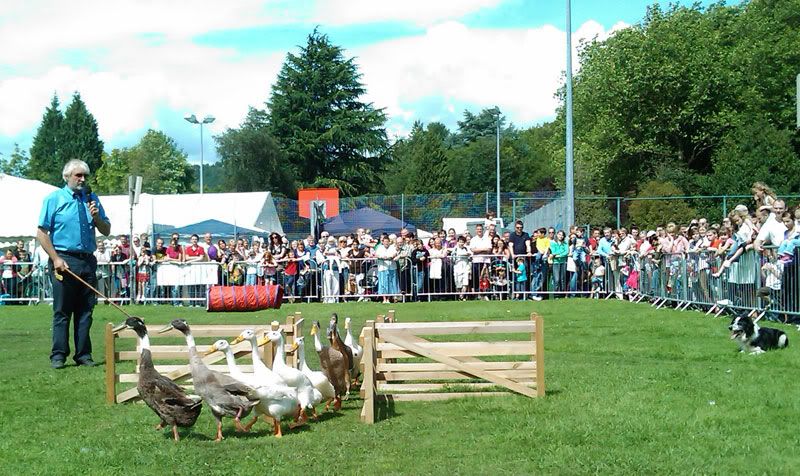 Indian Runner Ducks, Welsh Collie, Farmer