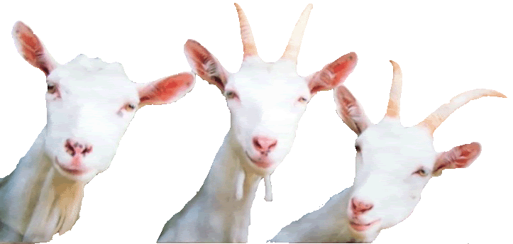 Goats glee me