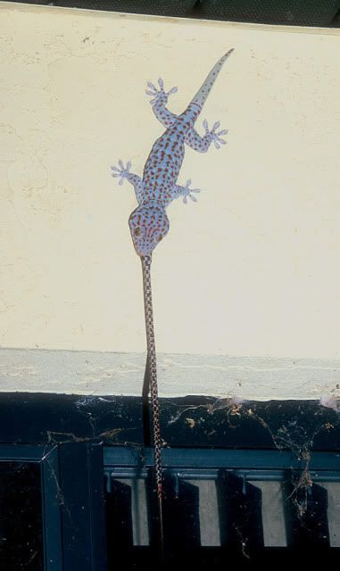 GekkogeckoeatingElapheguttata.jpg