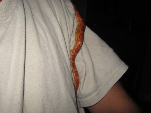 snake003.jpg