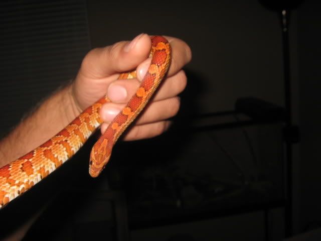 snake005.jpg