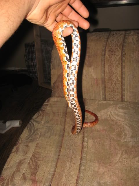 snake011.jpg