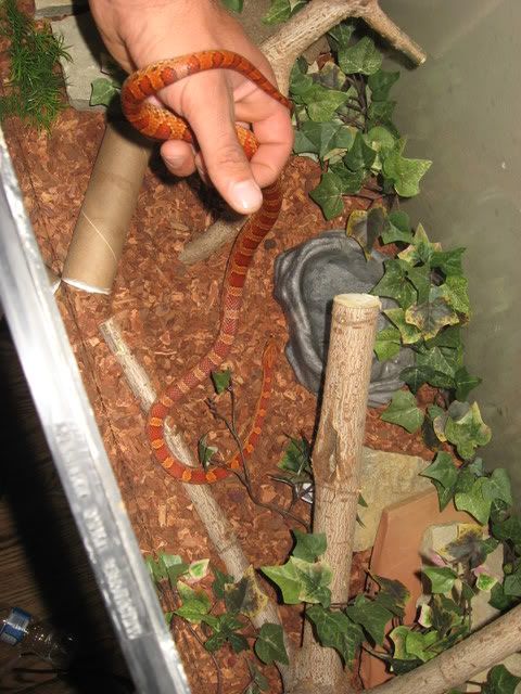 snake014.jpg